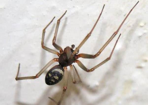 a false widow spider