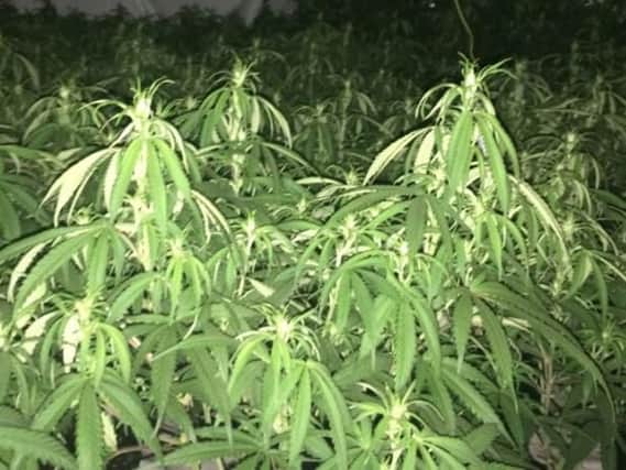 A cannabis farm. Cleveland Police are warning landlords to make sure their properties don't end up looking like this.