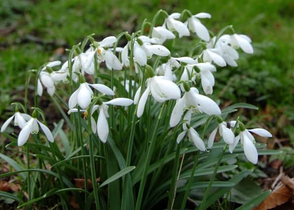 An annual event lets visitors see Greathams snowdrops.