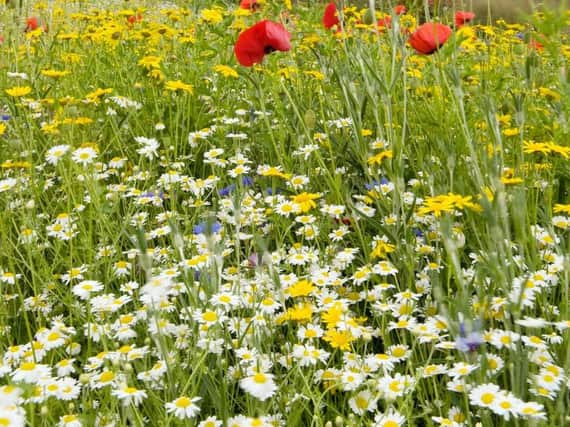 The wildflower meadow at RHS Harlow Carr is a riot of colour. Pic: RHS.
