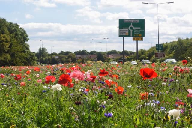 Wild flowers at the junction of the A179 and the Coast Road, Hartlepool.
