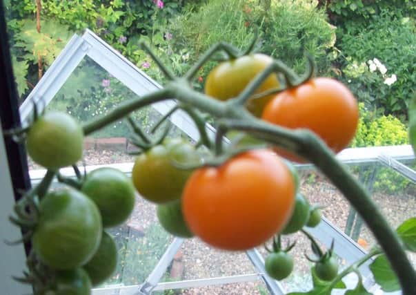 Orange Paruche tomato plant.
