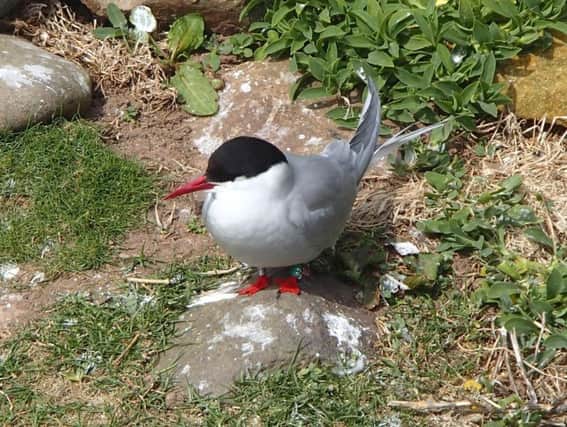 An Arctic tern fitted with a geolocator, enabling its progress to be tracked by scientists at Newcastle University. Pic: PA.