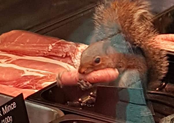 This squirrel was spotted stealing a sausage from Dicksons in Fowler Street, South Shields.