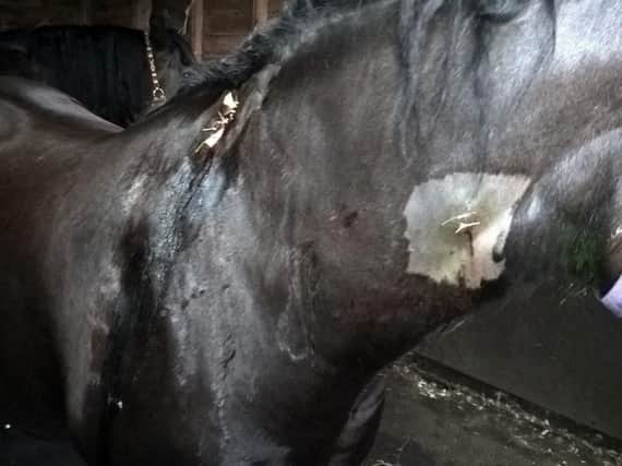 One of the horses died from its injuries.