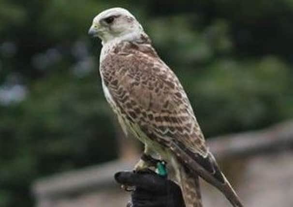 Tom the missing Pere/Saker falcon which it is believed could be in Hartlepool.