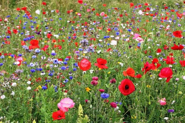 One of the displays of wildflowers in Hartlepool.