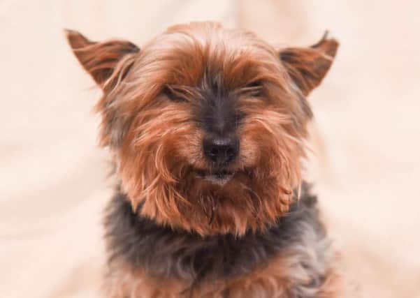 24 year old Yorkshire Terrier Jack, who lives with his owners Ray and Mary Bunn, of Appleby Grove, Hartlepool.