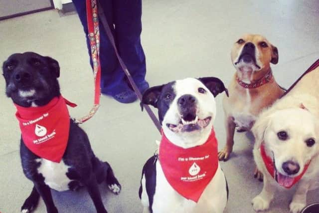 Oliver far left with other donor dogs