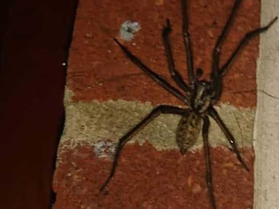 Have you spotted a massive spider in your home? Send us your best photos on Twitter and Facebook.