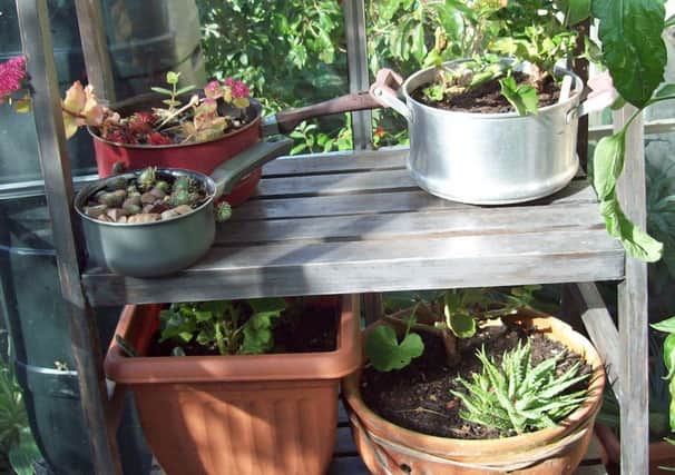 Alpines and geraniums in an unheated greenhouse can rot with excessive winter wet.