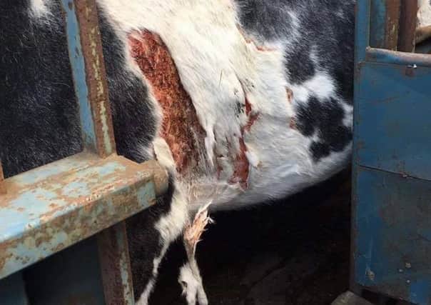 The injuries suffered by a cow when it was attacked in Trimdon Grange.,