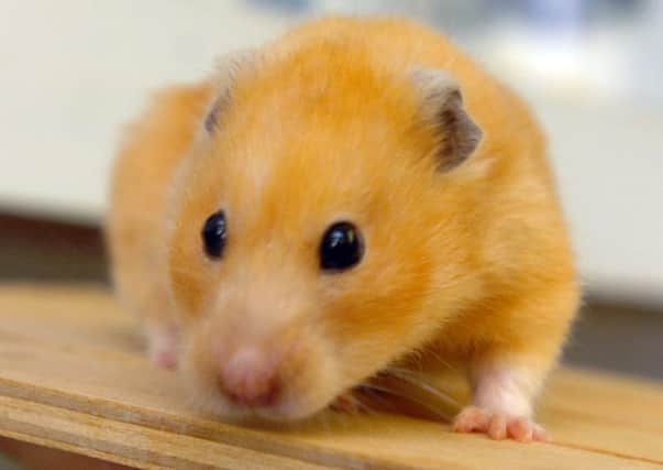 My hamster is ill. is an odd excuse to escape a night out