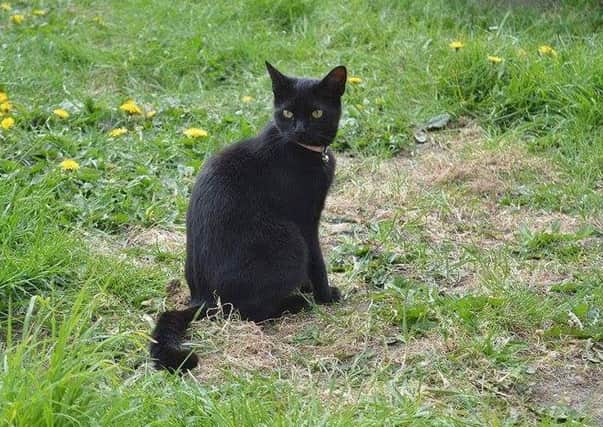 Sapphire the cat who died after getting caught in a snare.