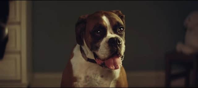 Buster the Boxer. Picture: John Lewis via YouTube.