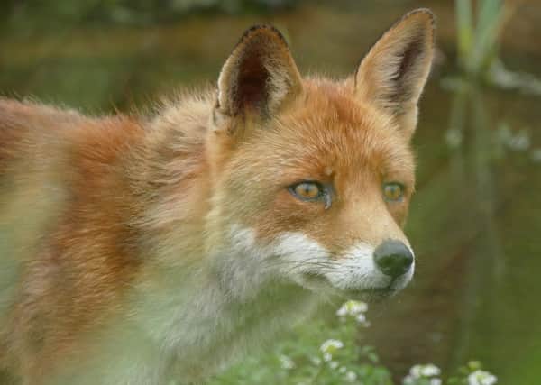 Foxes can be tame but still capable of passing on illnesses to humans