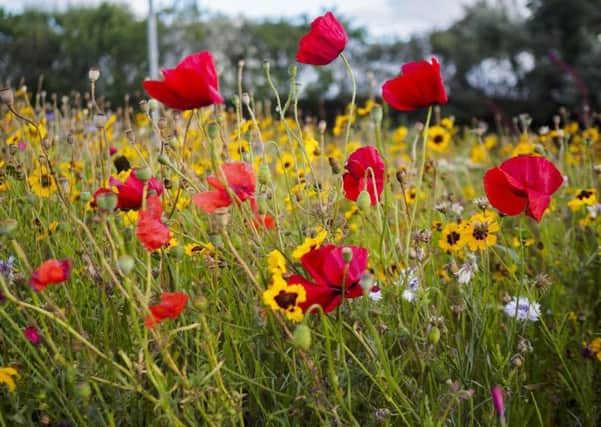 Hartlepool  wildflower display by Katie Pattison of High Tunstall College of Science.