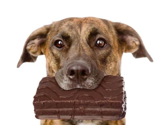 It's a treat for humans, but keep chocolate away from your dog this Christmas