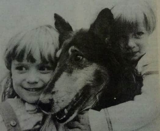 Sabre the pedigree Collie gets a new home in 1985.