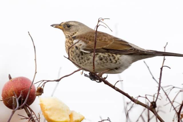 A song thrush at some fruit.