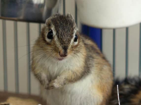 Chipmunks have been stolen from a shed on Stranton Allotments in Hartlepool.