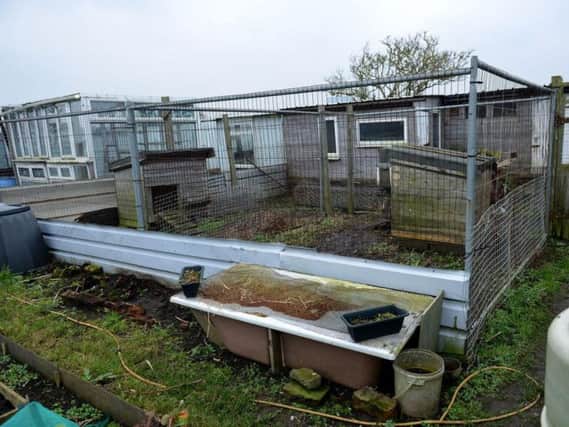 A goose was killed at this allotment.