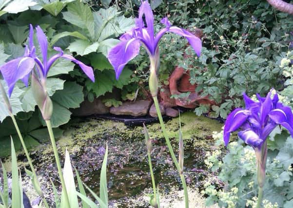 Water iris.