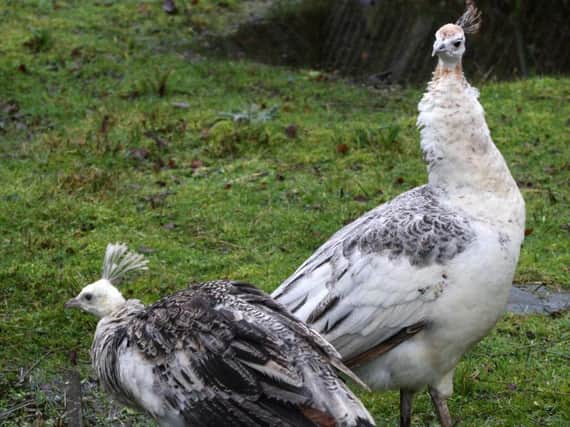 A penhen - like those pictured - has been found in South Hetton.