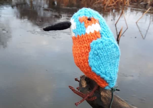 A woolly kingfisher in position over the pond as part of the display.