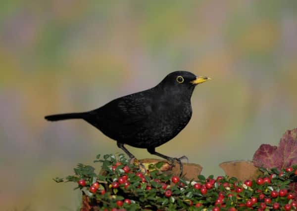 Will you be taking part in the RSPB's Big Garden Birdwatch?
