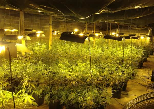 The cannabis farm which could have produced drugs worth Â£486,000 a year.
