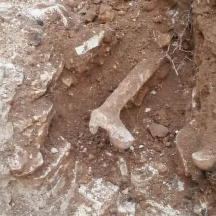 One of the bones found in the trench. Picture courtesy of David Young