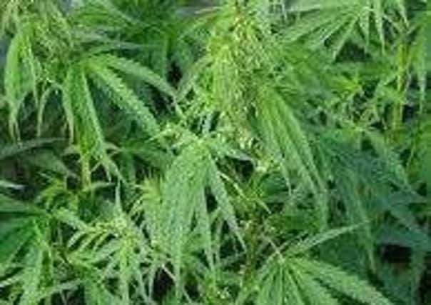 A cannabis crop