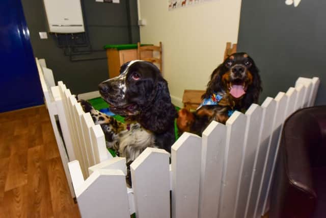 Dogs play area in the new Doggie Diner, Middle Street, Blackhall