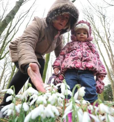 Sheila Allison shows grandaughter Francesca the Snowdrops in the woods at Greatham's Hospital of God.