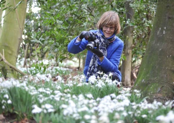 Penny Heslop photographs the Snowdrops in the woods at Greatham's Hospital of God.