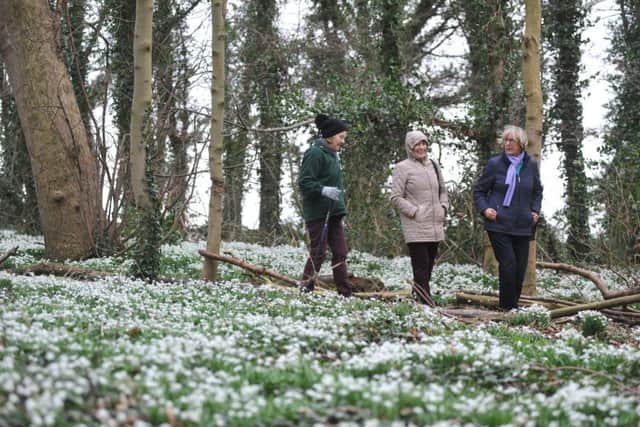 Snowdrop walk in the woods at Greatham's Hospital of God.