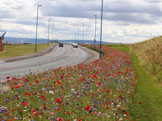 The wildflower scheme is growing more and more popular each year. Here are wildflowers along Coronation Drive in 2016.