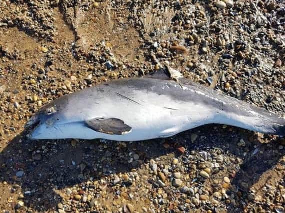 The porpoise washed up on the beach at Seaton. Photo HM Coastguard.