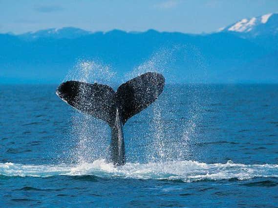 A general shot of a humpback whale