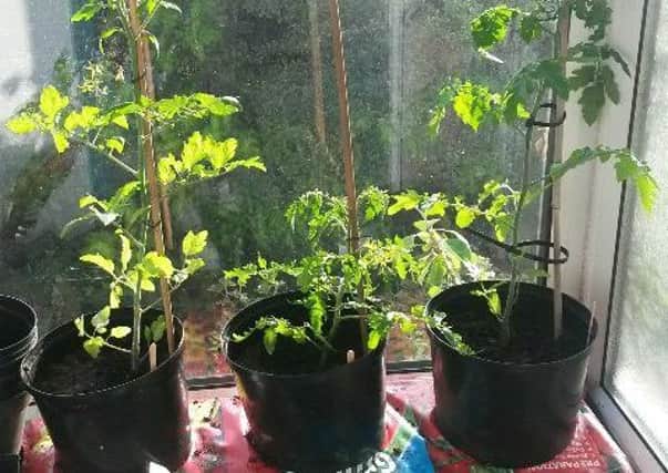 Cordon tomatoes planted in simple ring culture pots on top of grow bags.