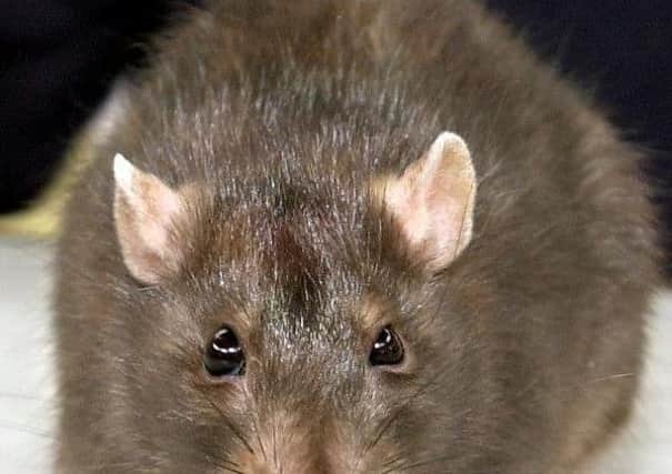 There were more than 750 callouts to deal with rats seen in Hartlepool in 2015/16, new figures show.