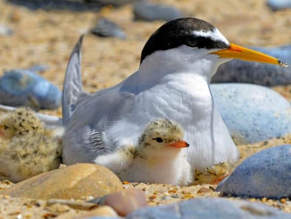 A little tern and chick. Picture by CK Simmonds