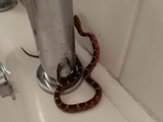 The snake which Gary found in his bathroom.