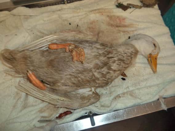 One of the ducks which was injured in the attack.