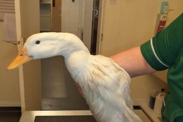 One of the ducks which was injured.