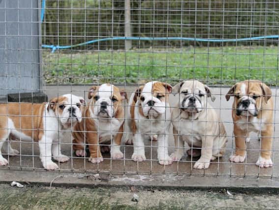 Photo issued by the Dogs Trust of English Bulldogs