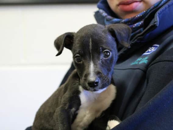 The pup, who has been named Morty, is being cared for by the RSPCA.