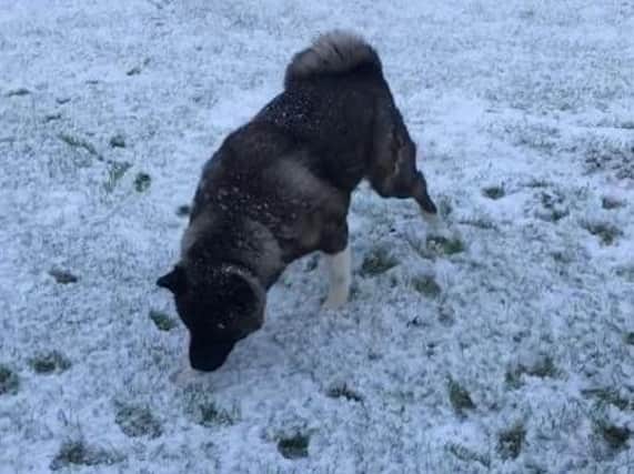 Dog fun in the snow - image sent in by Liz Horsley.