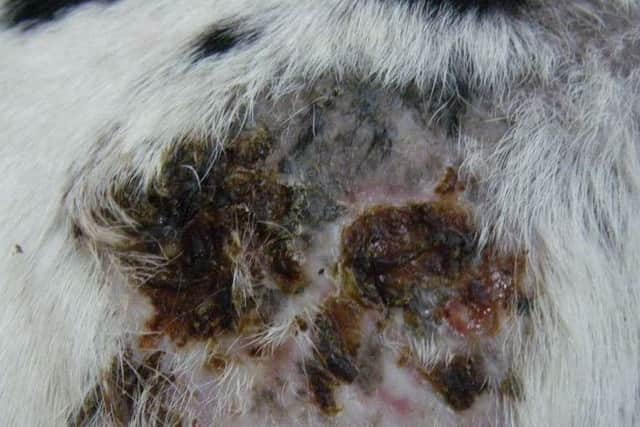 A close up of a patch of Bella's body with the painful skin condition.